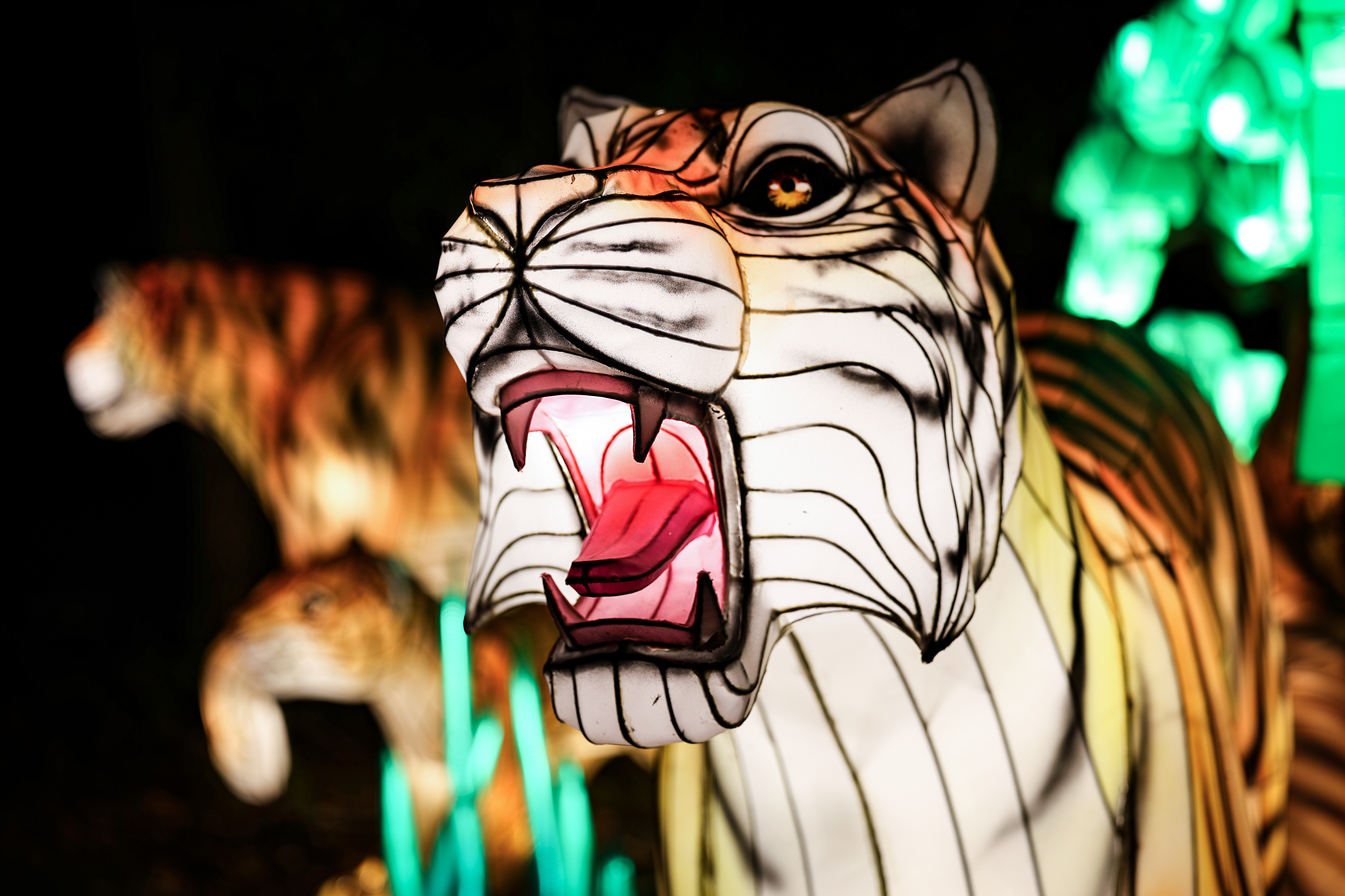 tiger lanterns