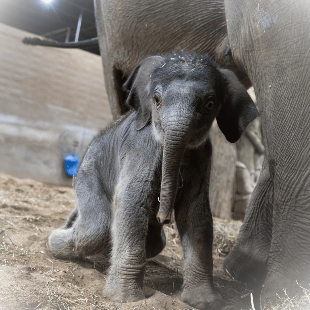 baby elephant