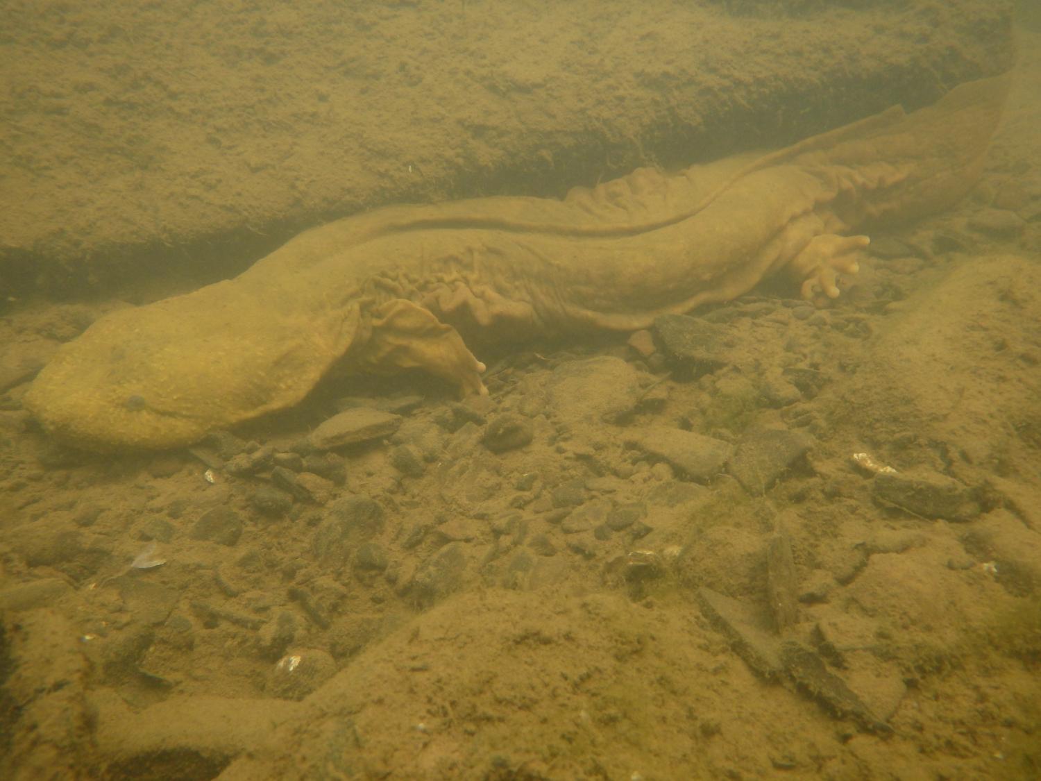 hellbender in water