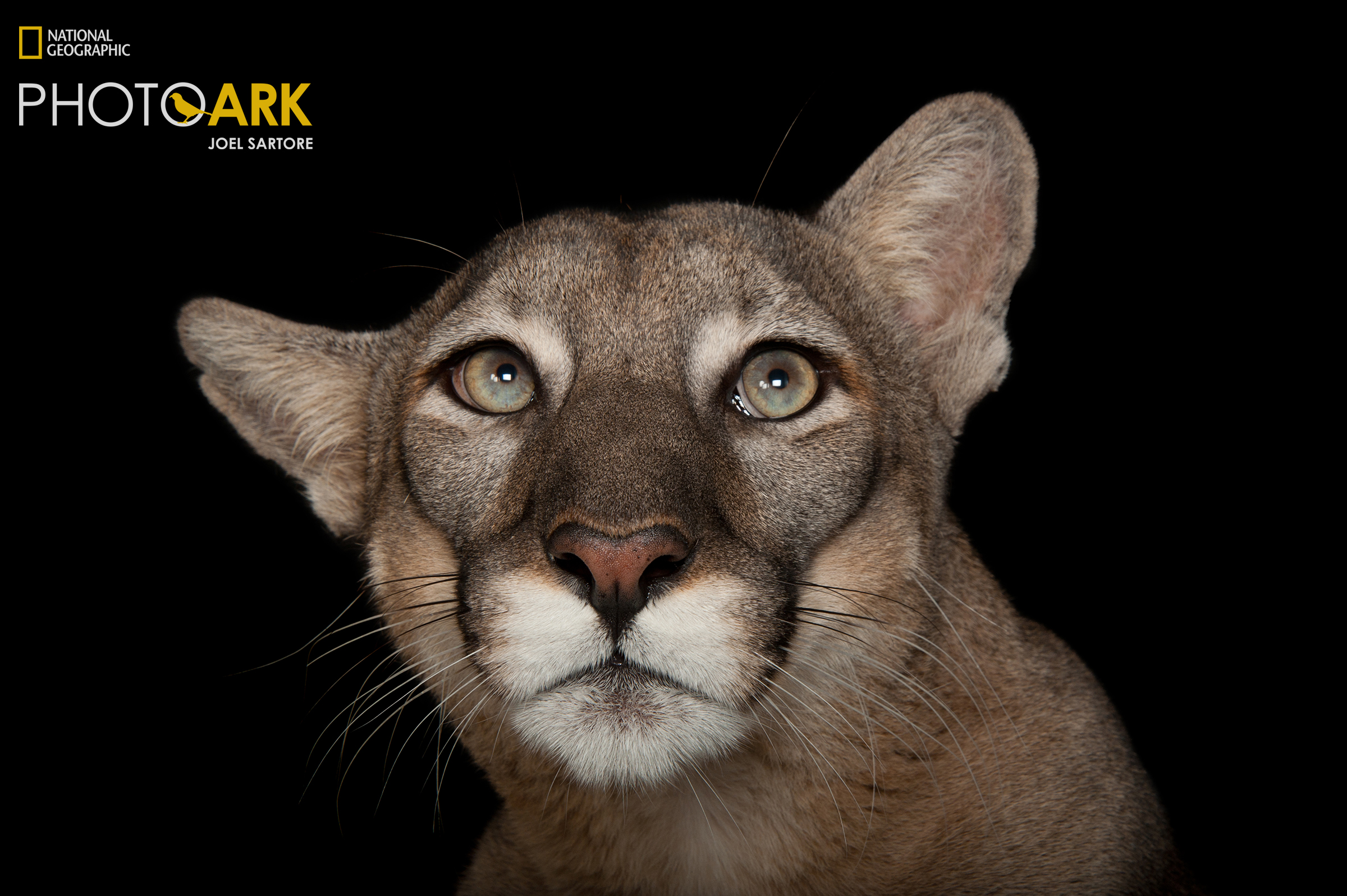 cougar, Photo Credit: Joel Sartore