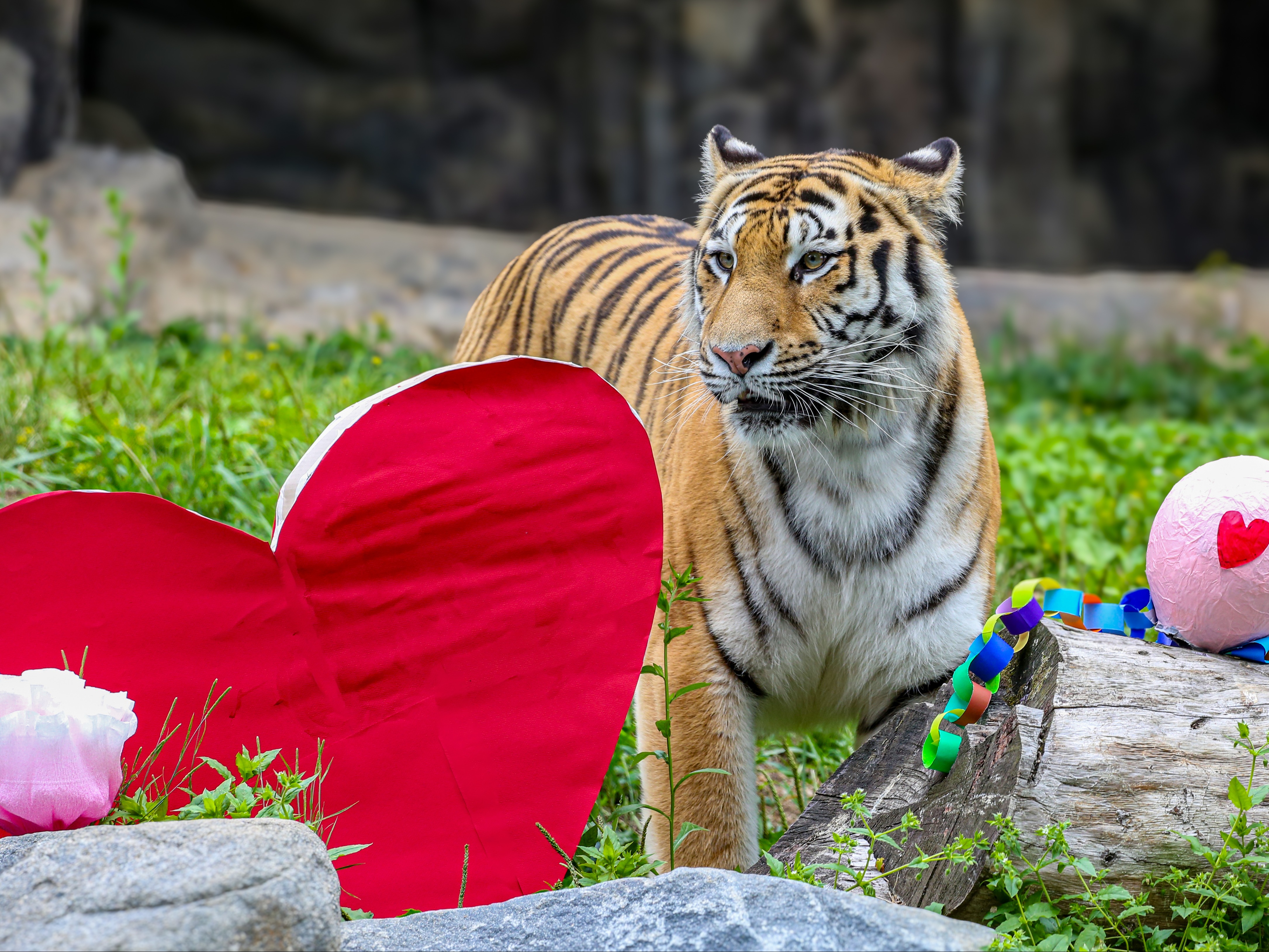 amur tiger with heart enrichment