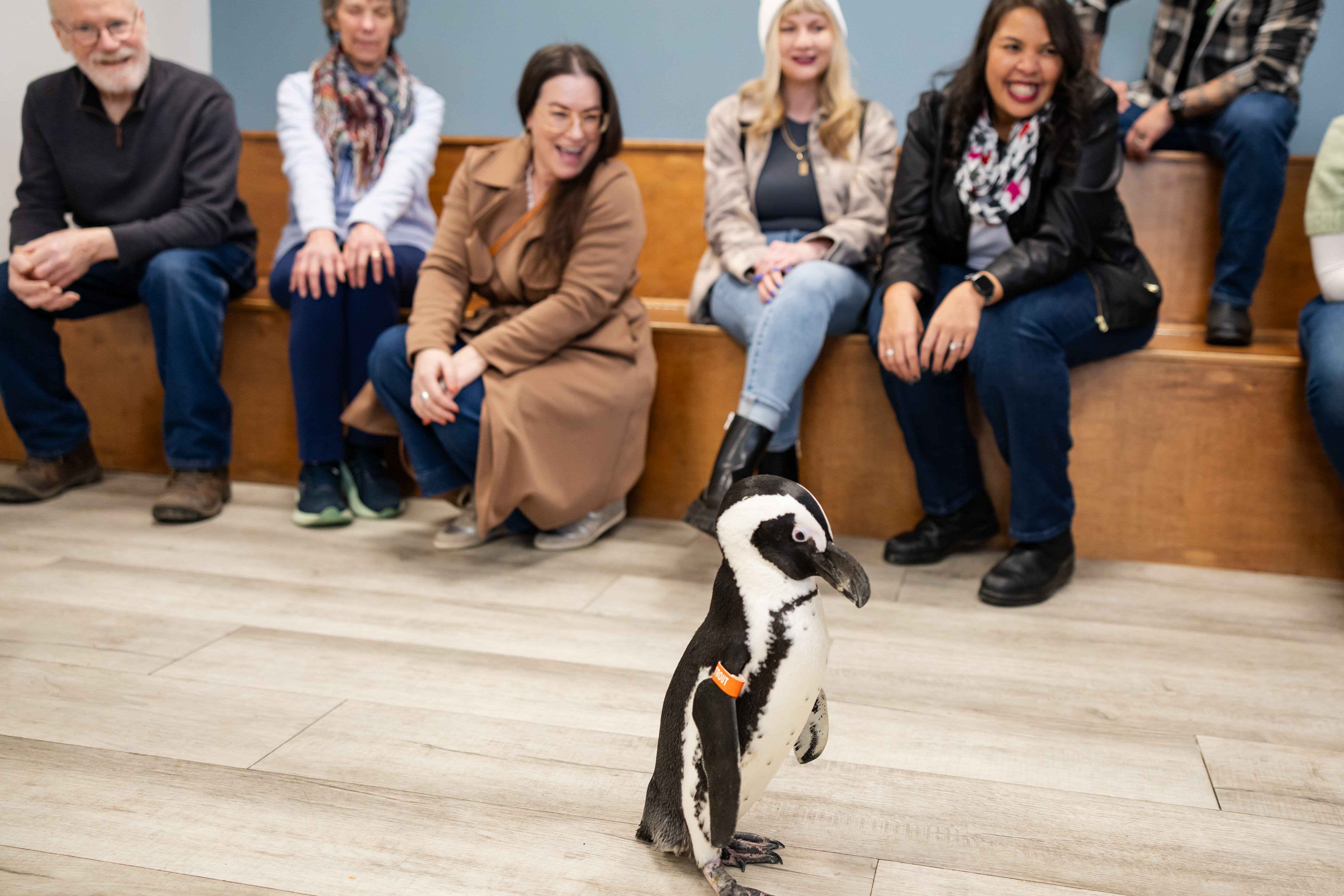 African penguin with people smiling in background