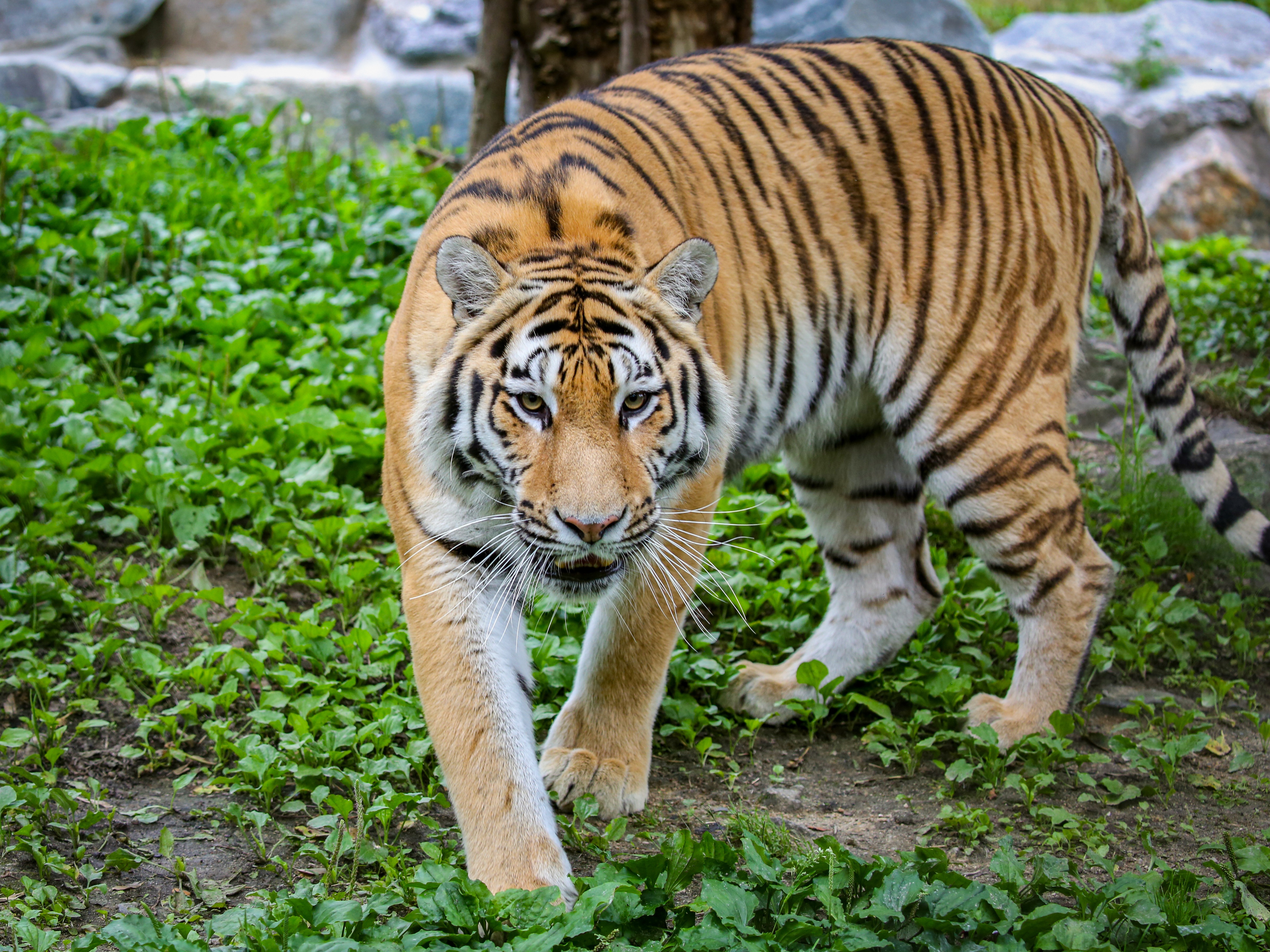 Amur tiger