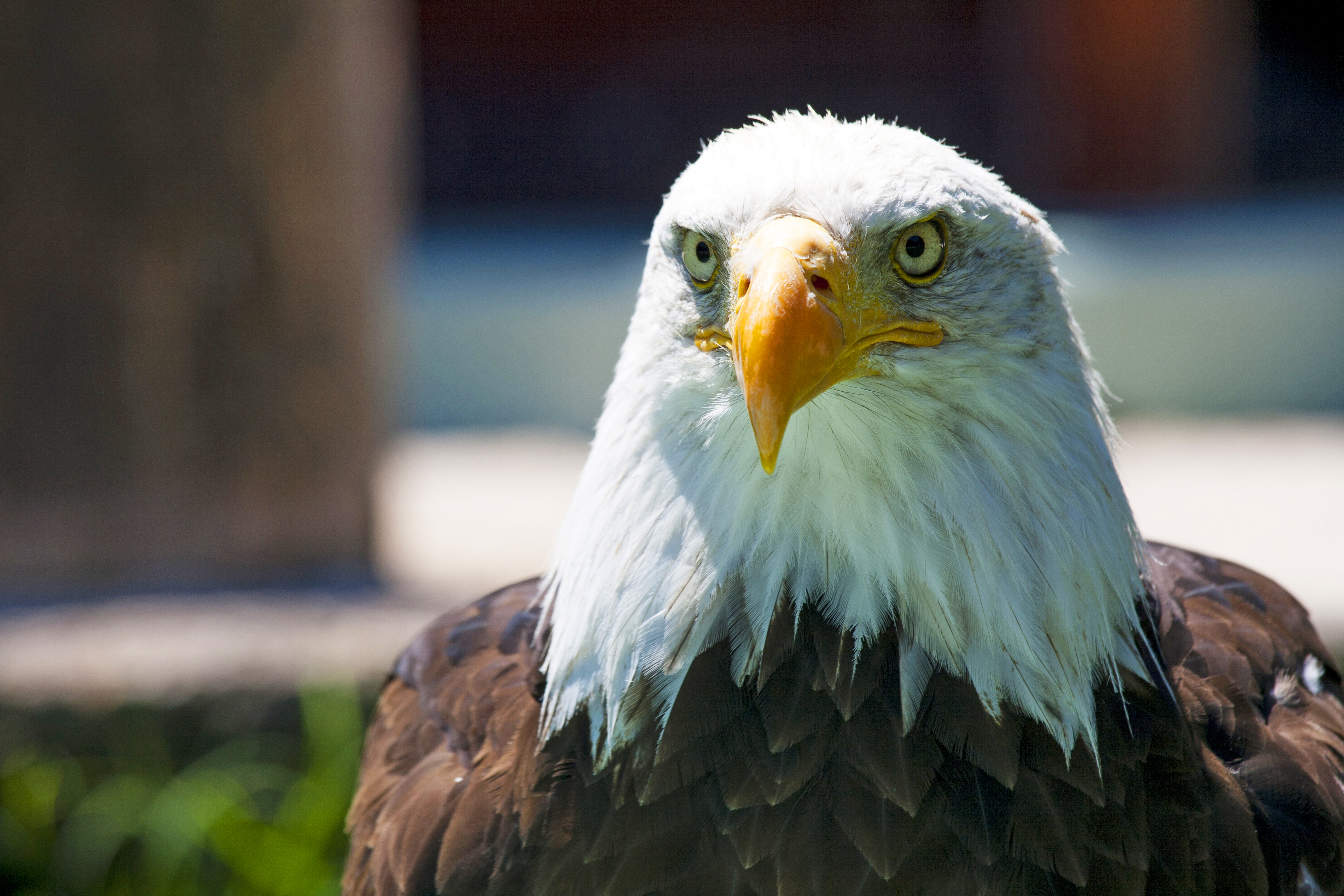 bald eagle