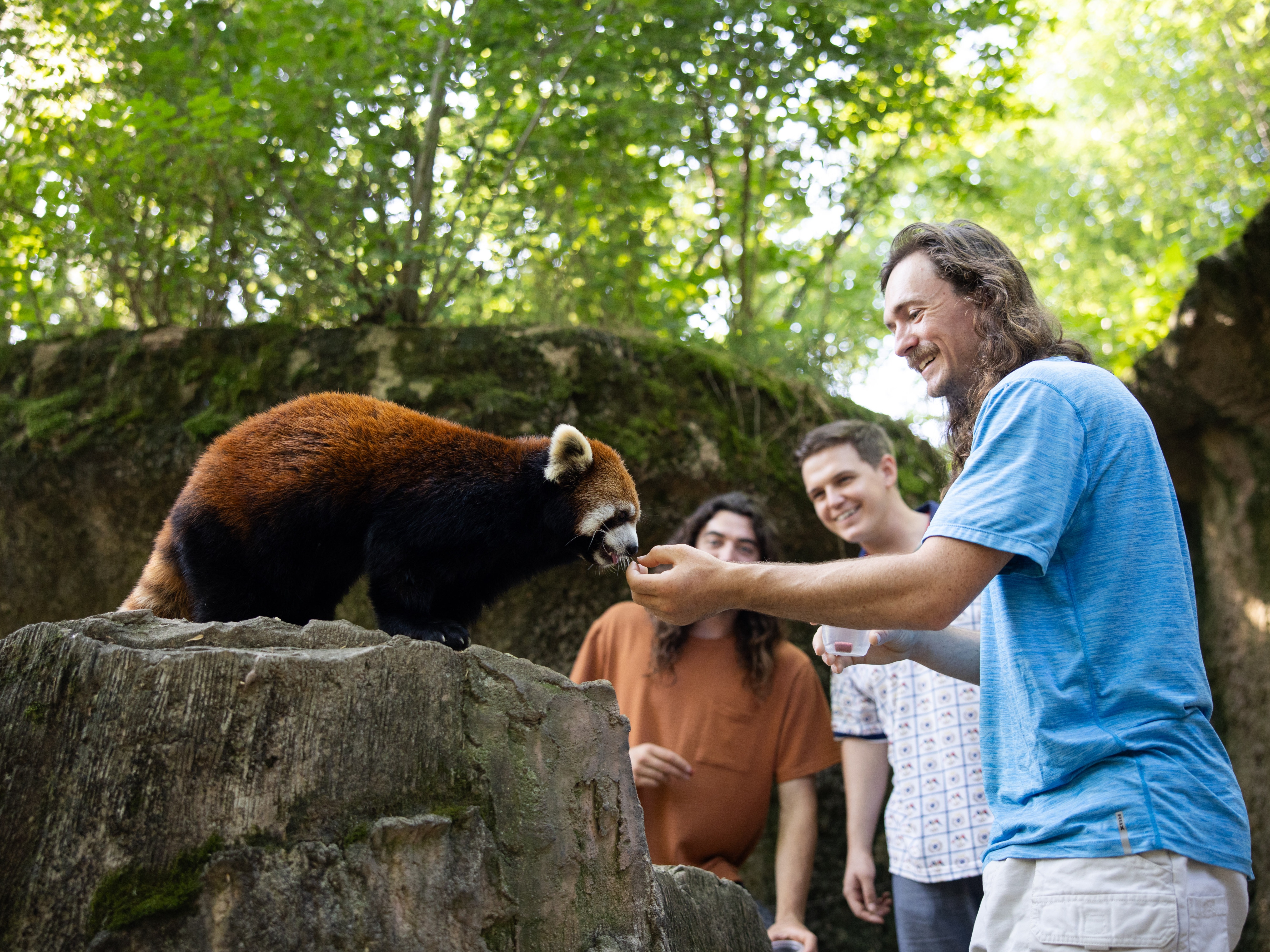 two Zoo guests feeding a red panda