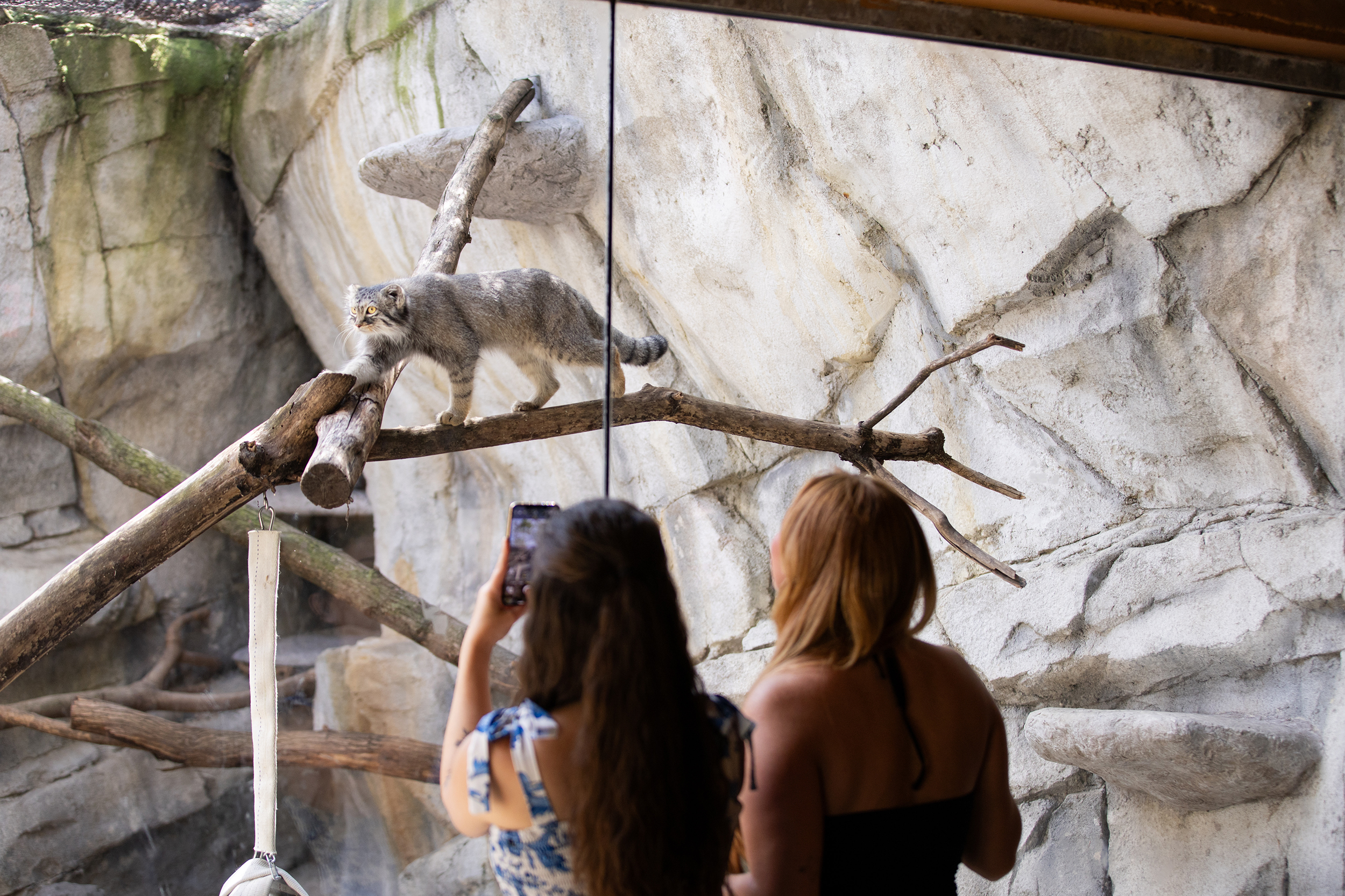 Friends taking photos of Pallas' cat at Columbus Zoo
