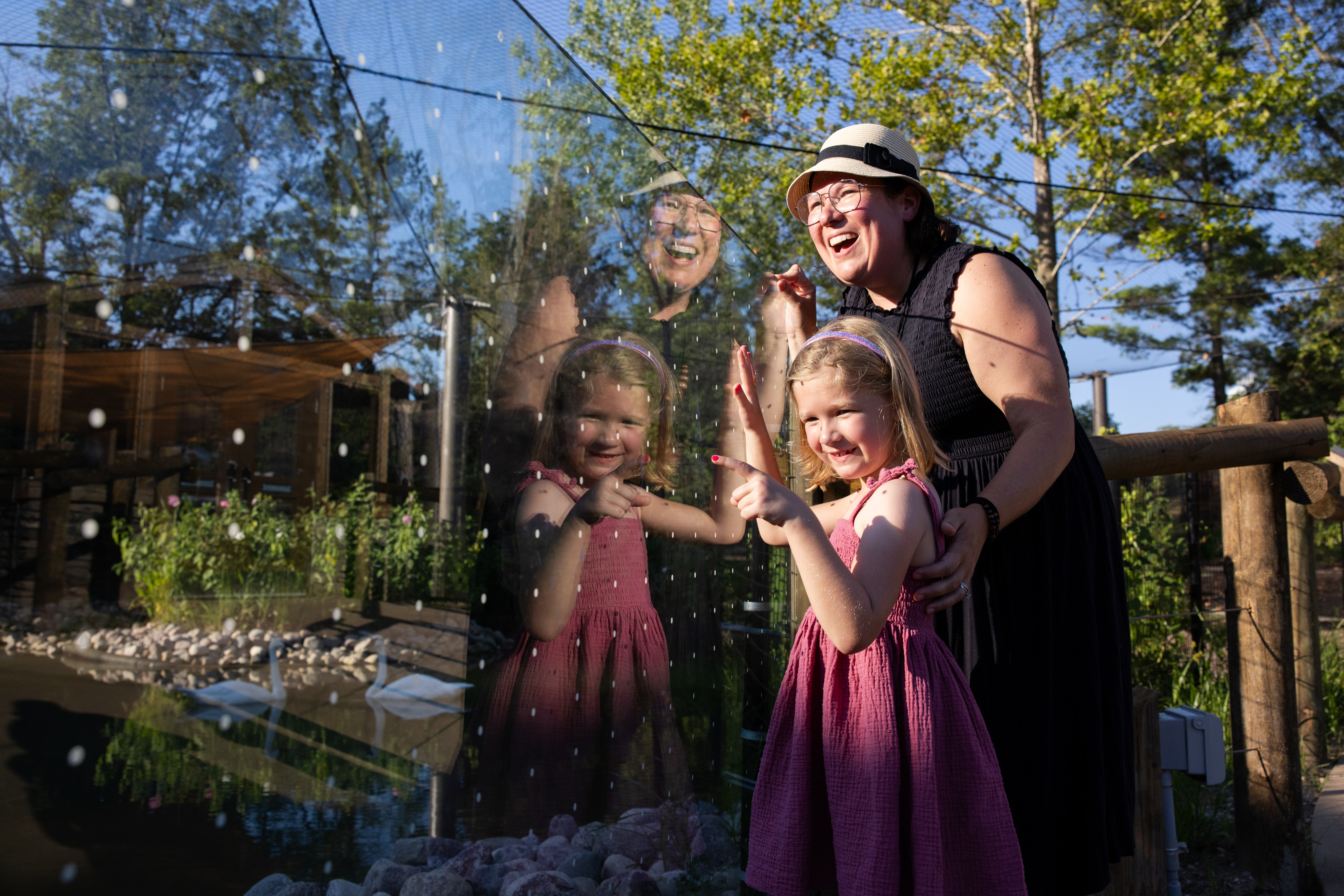 family pointing at swans at zoo