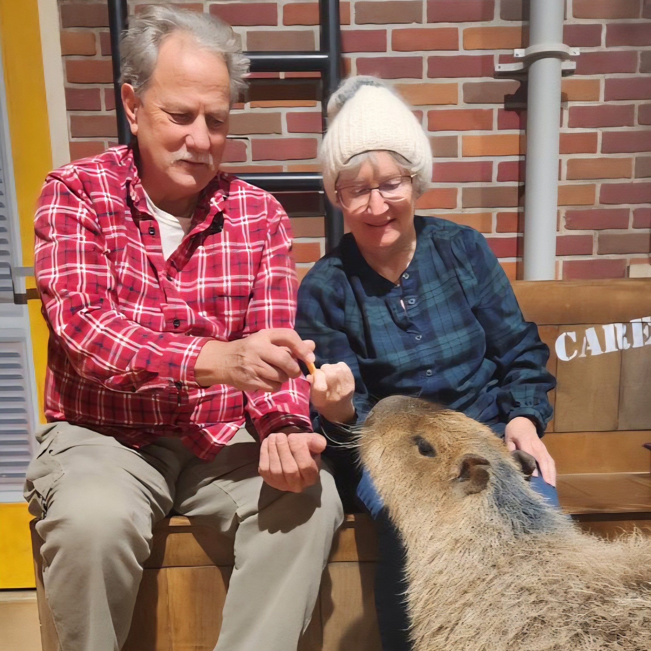 couple feeding a capybara