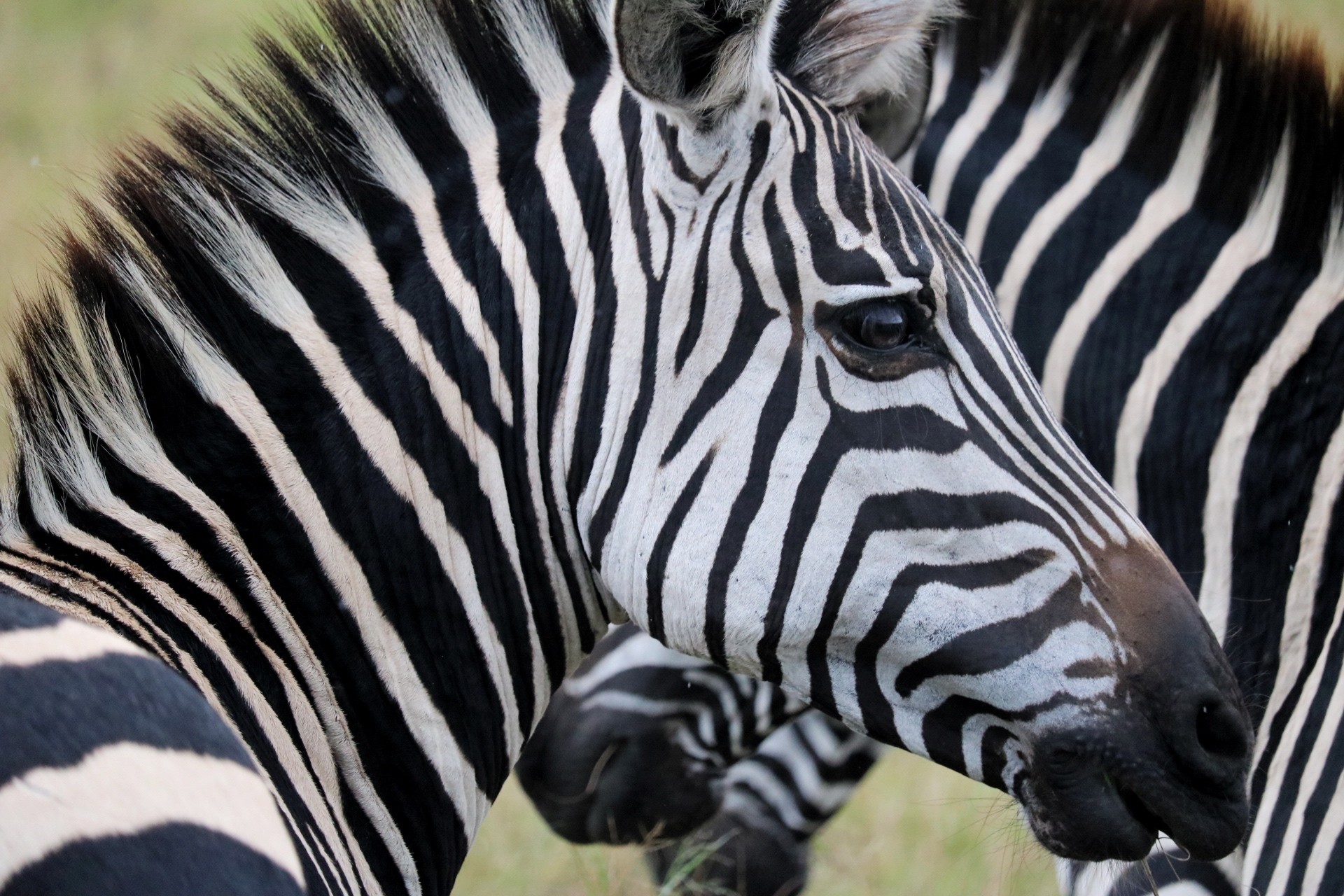 zebra