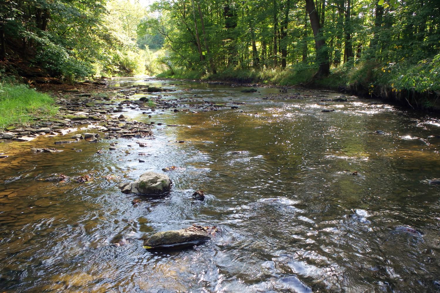 creek surrounded by woods