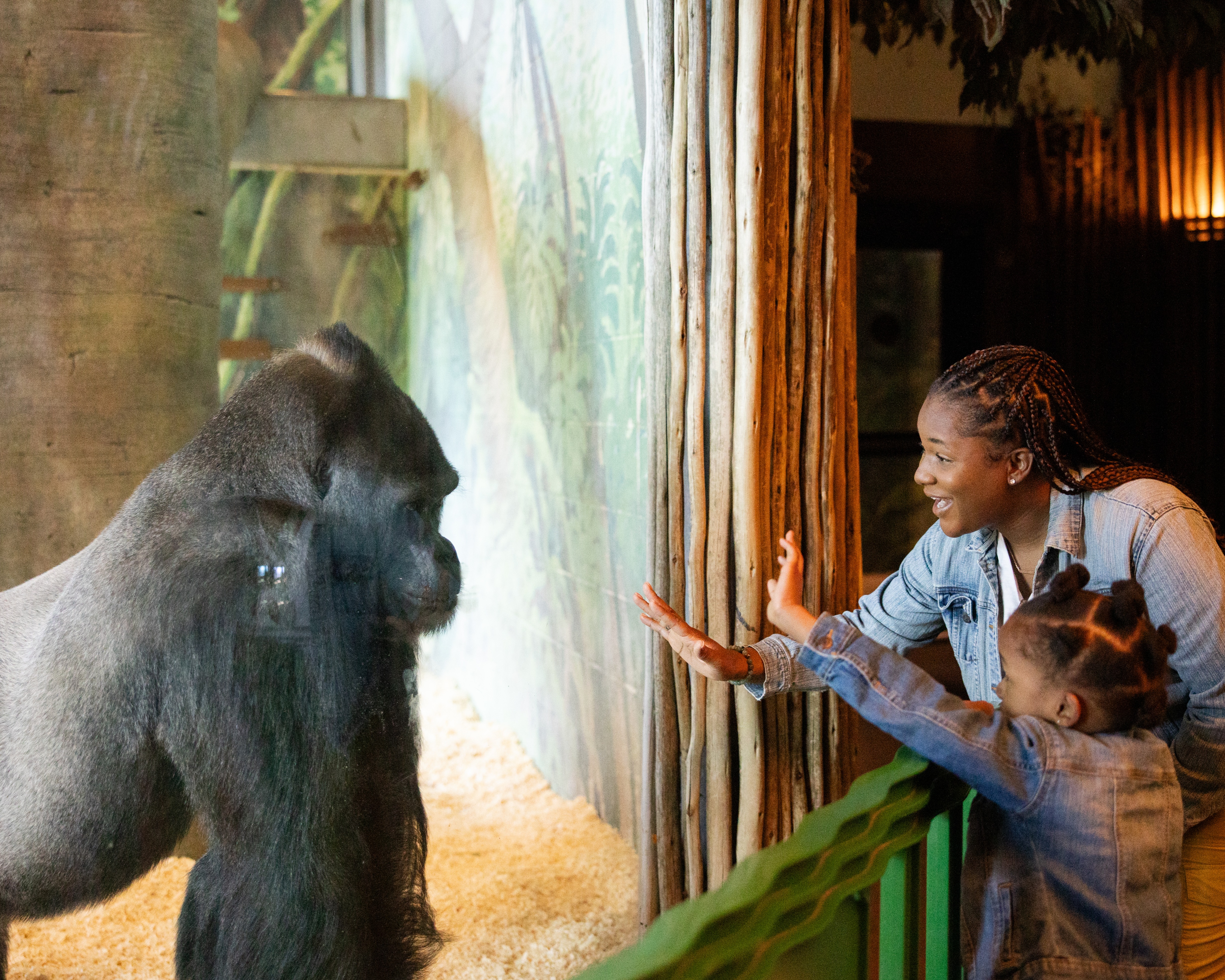 Zoo guests looking at gorilla