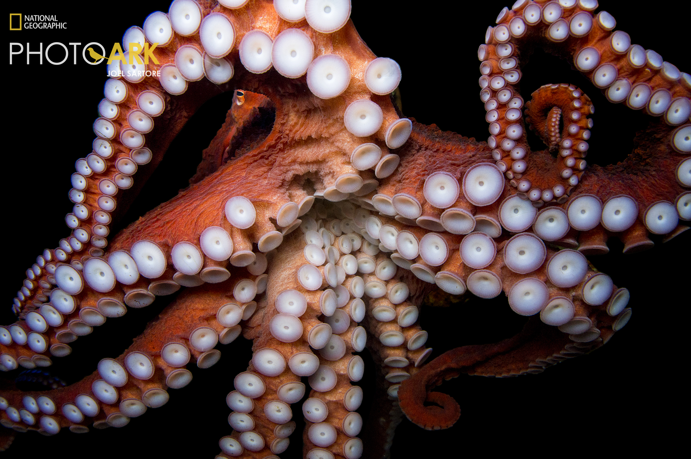 Octopus. Photo credit: Joel Sartore