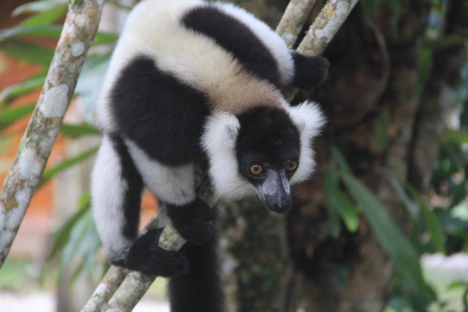 ruffed lemur