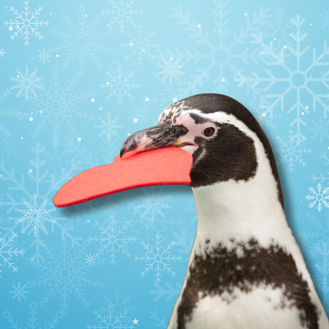 penguin with felt heart in mouth