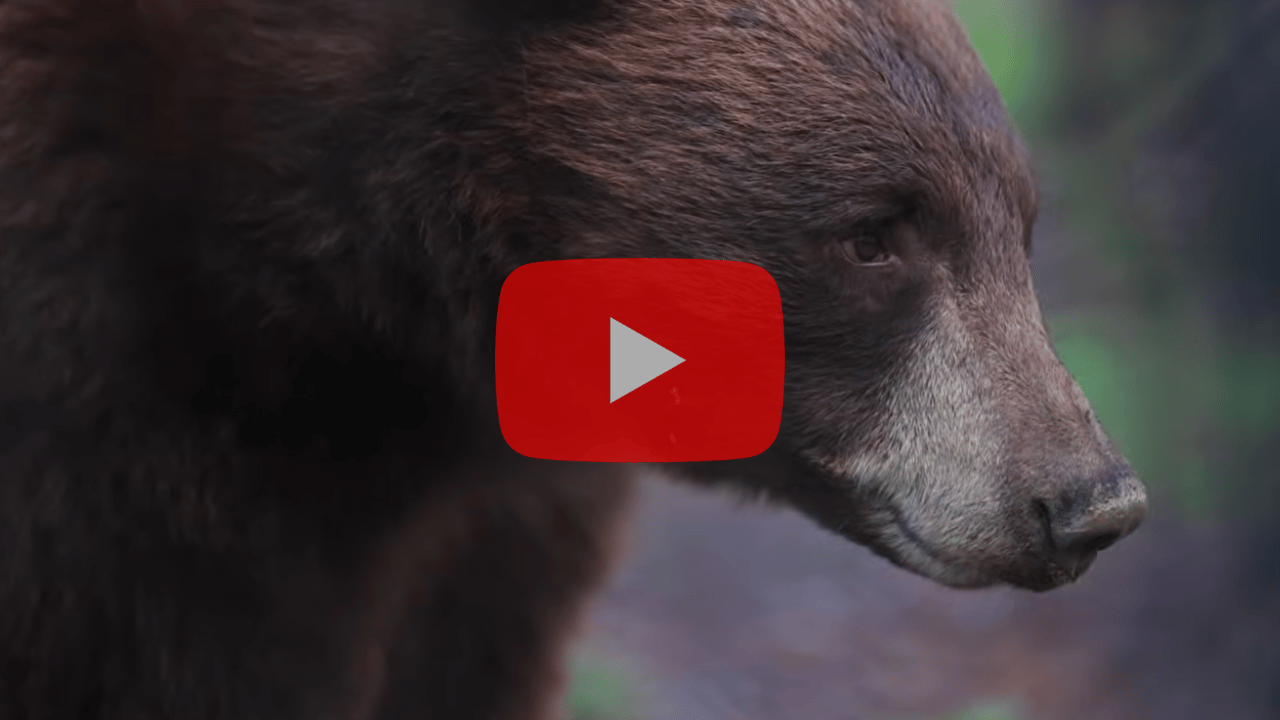 thumbnail of bear