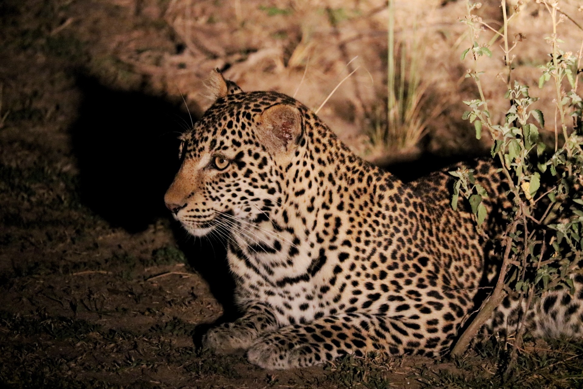 Leopard in dirt and grass