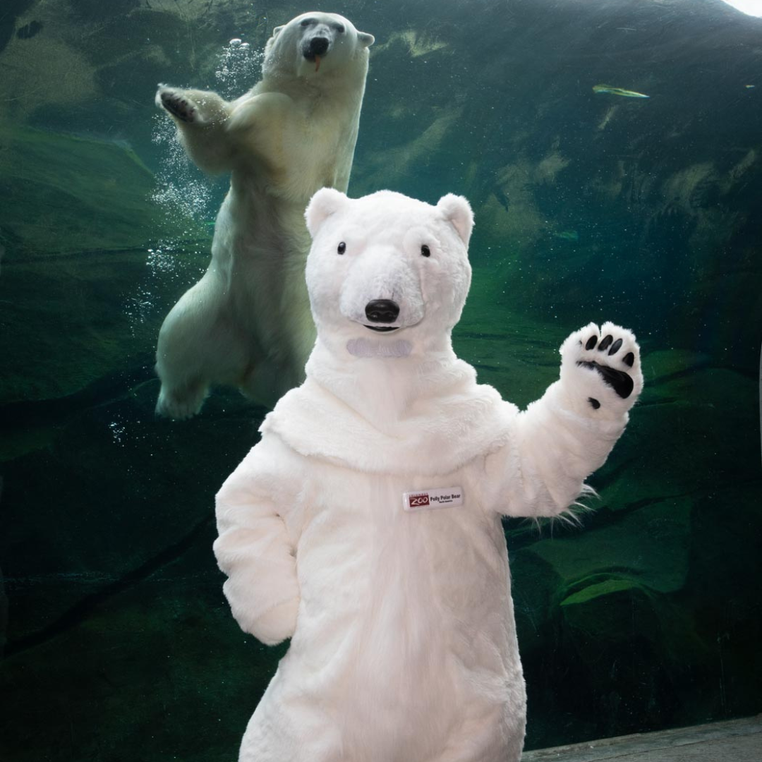 polar bear mascot