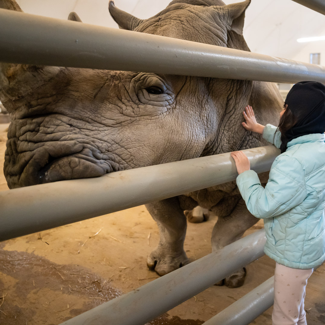girl petting rhino