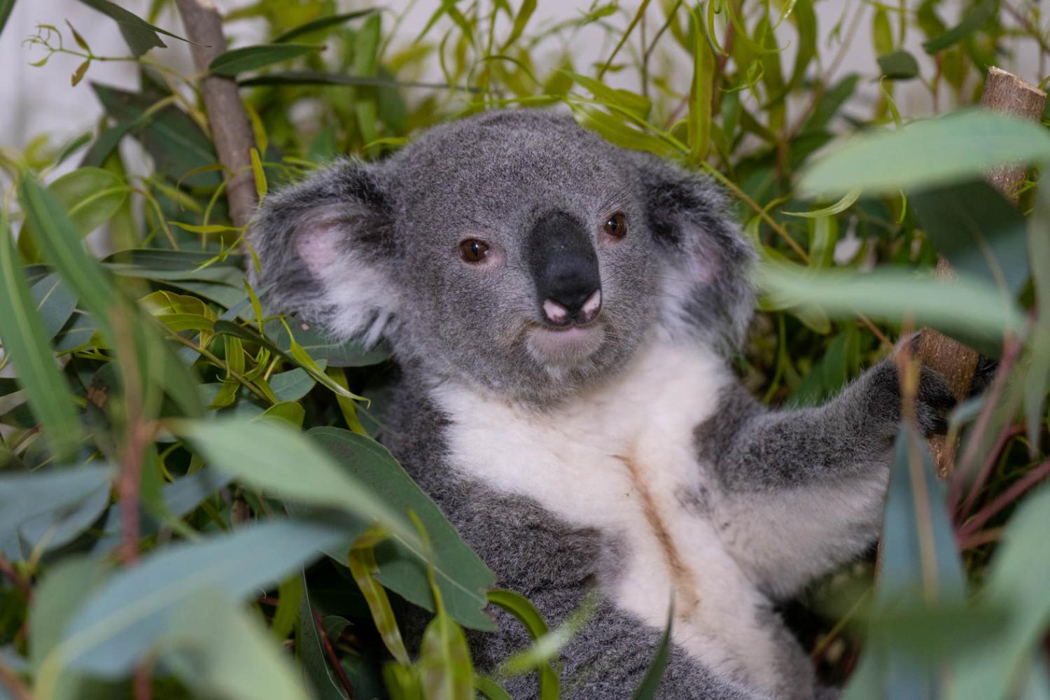 koala in tree