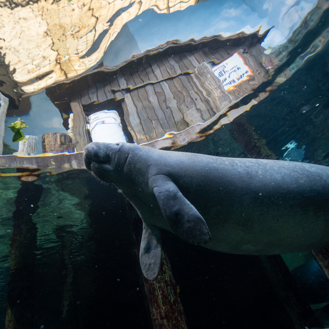 manatee