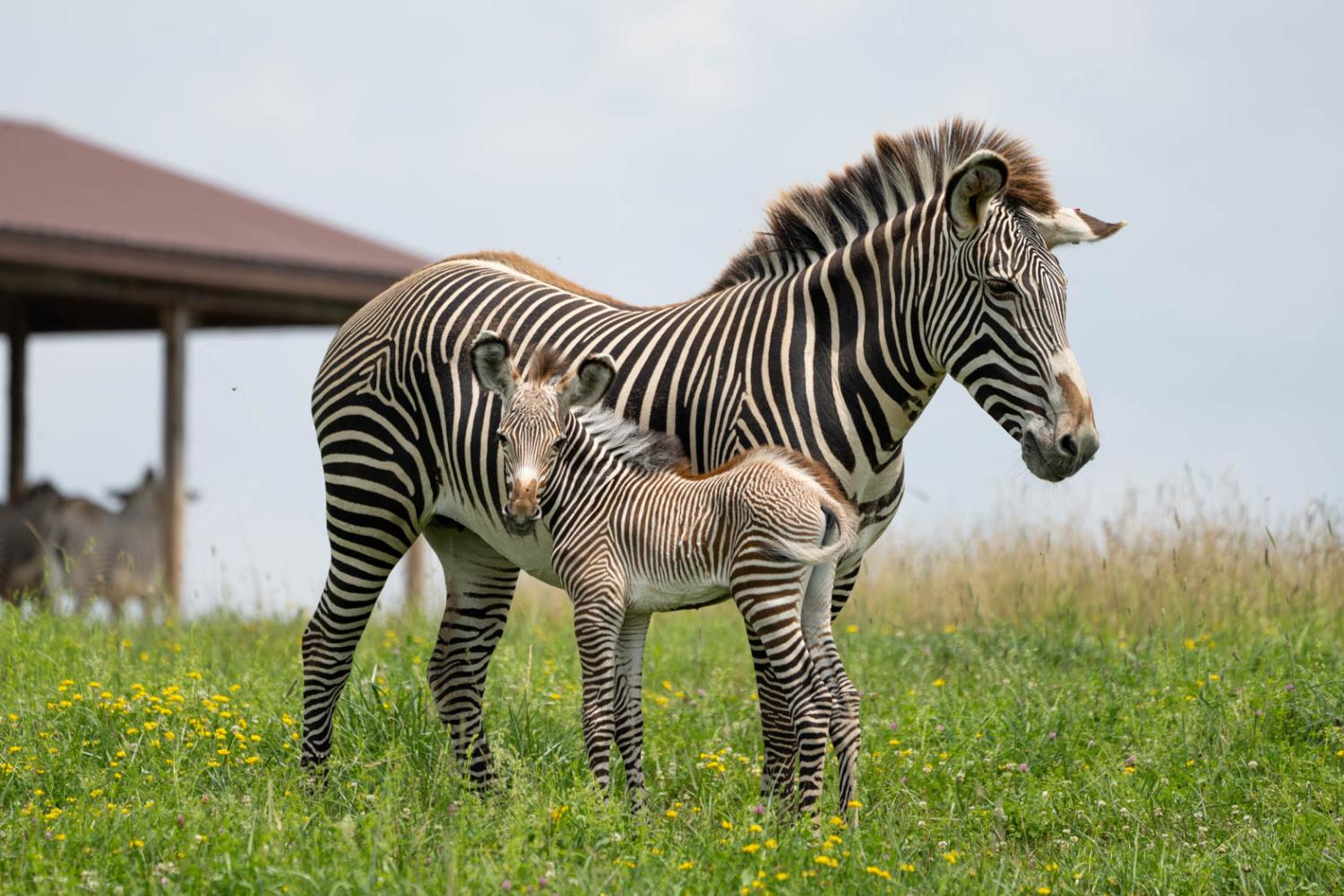 zebra mom and baby