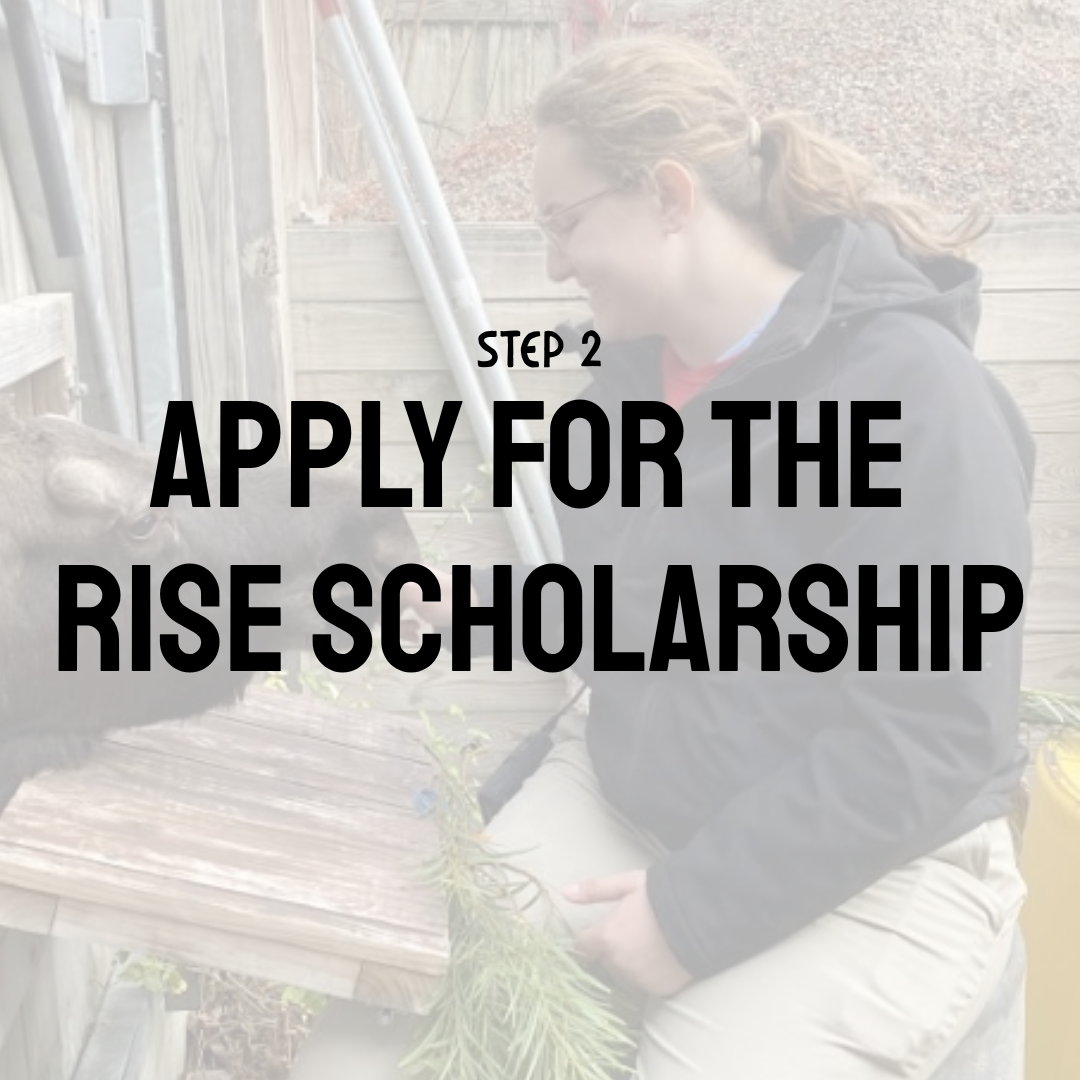 Apply for the RISE scholarship