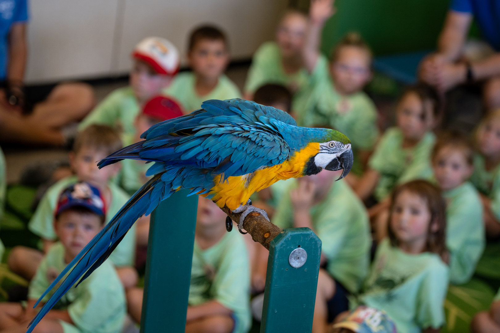 bird in foreground, kids in background