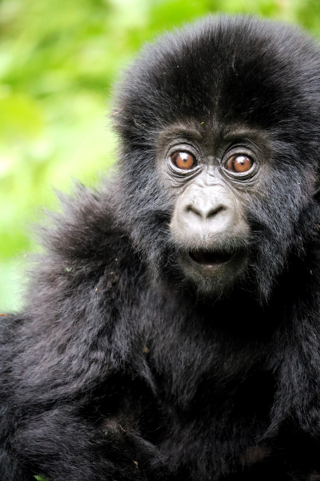 ape
