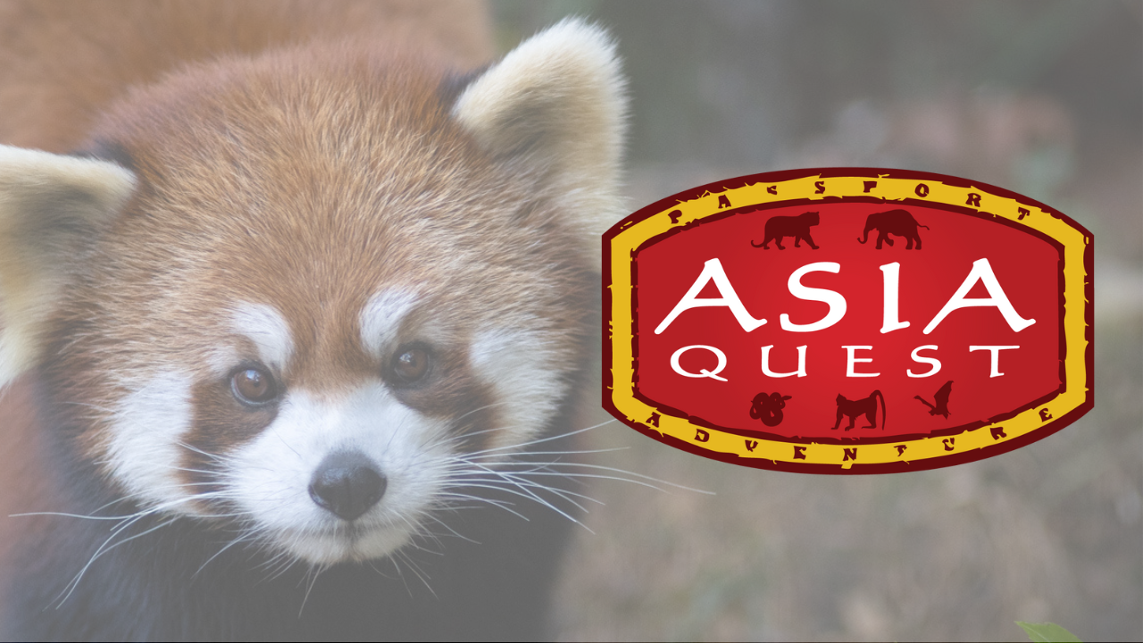 video thumbnail of red panda and logo