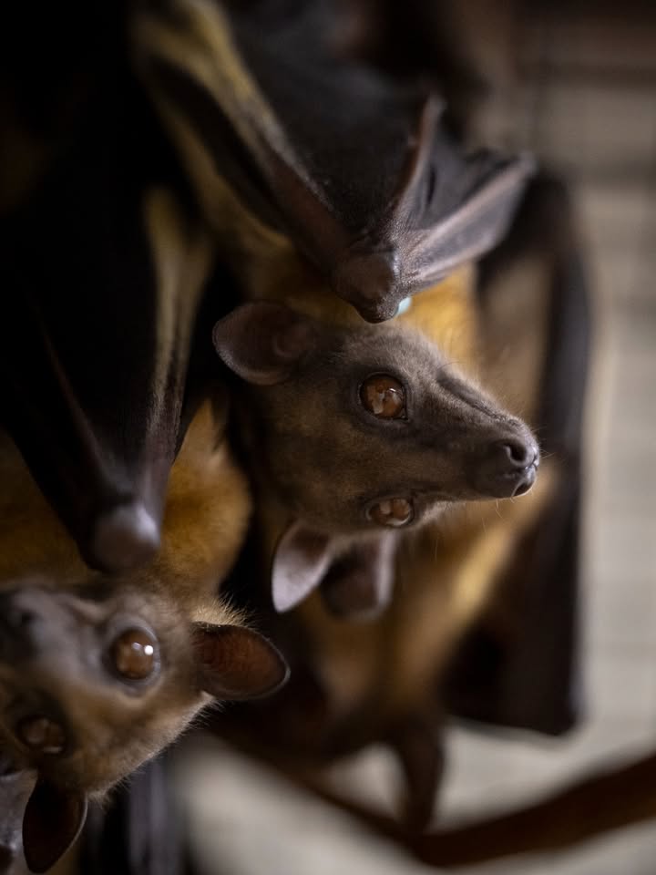 bats hanging upside down