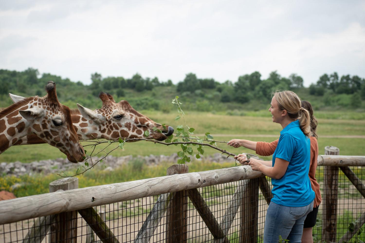 Giraffe's eating trimmings