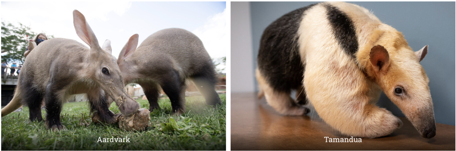 Aardvark on the left, Tamandua on the right