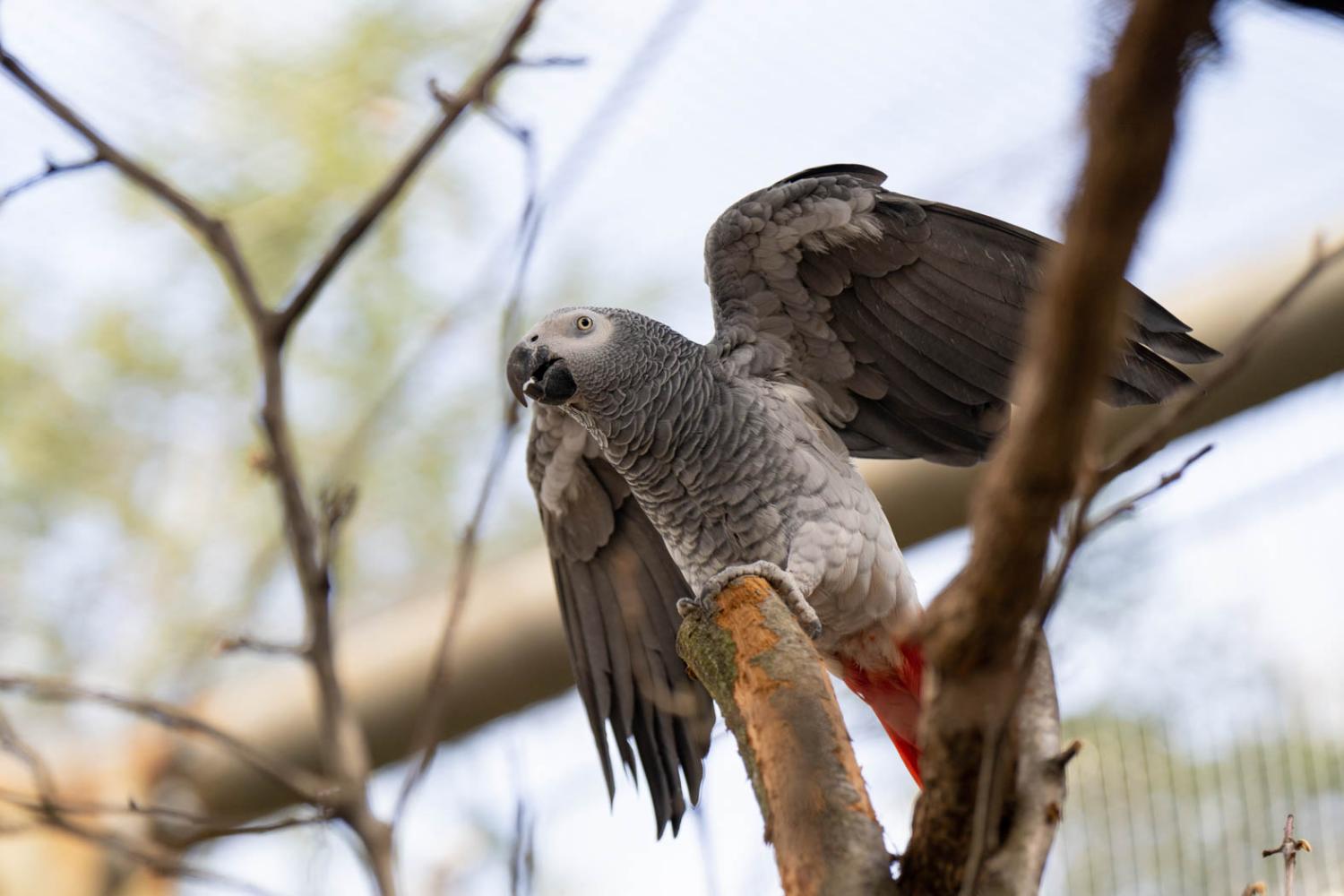 african grey parrot