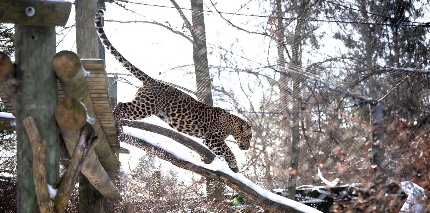 African leopard in winter