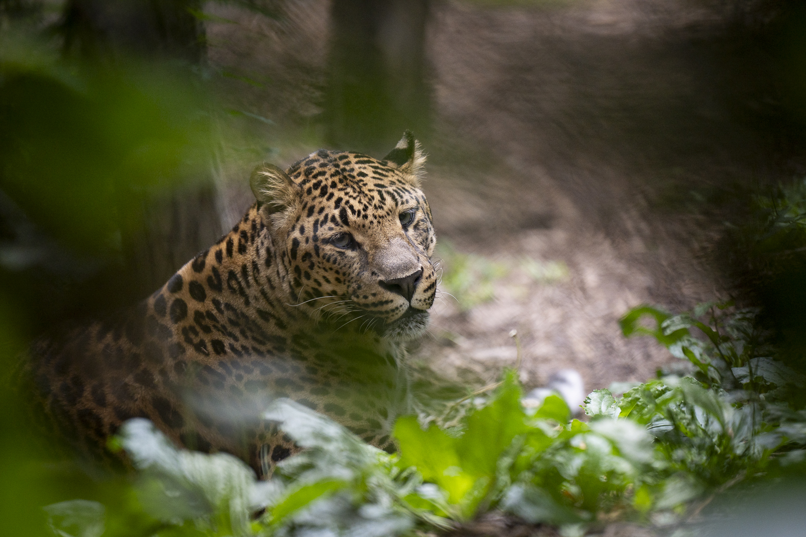 leopard