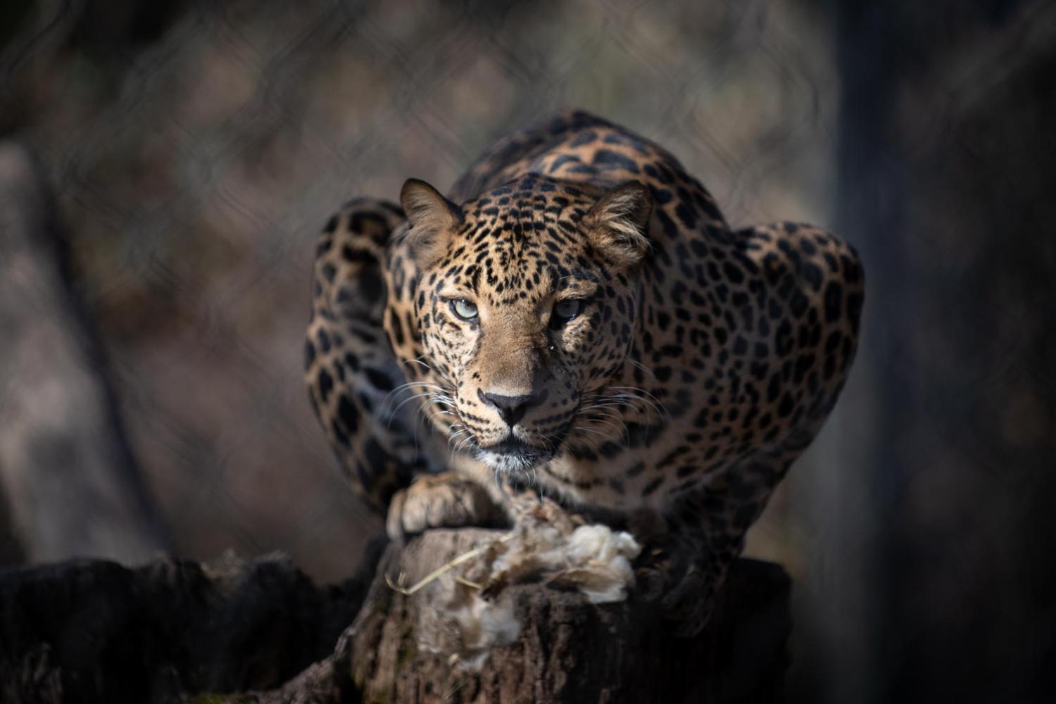 Alert African leopard crouching