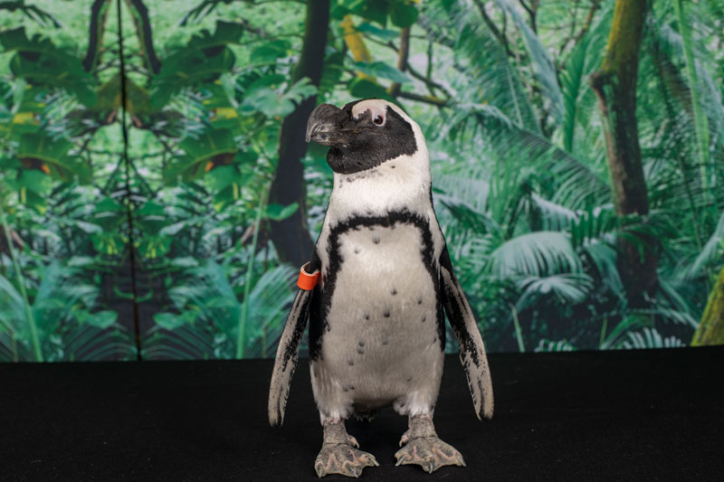 penguin photo