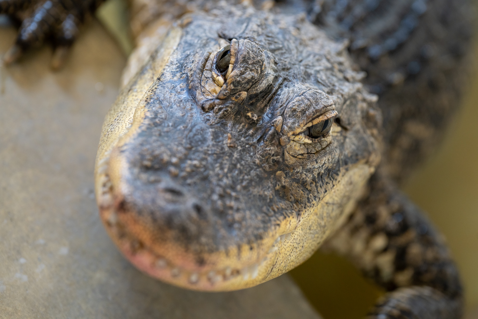 alligator at the Columbus Zoo