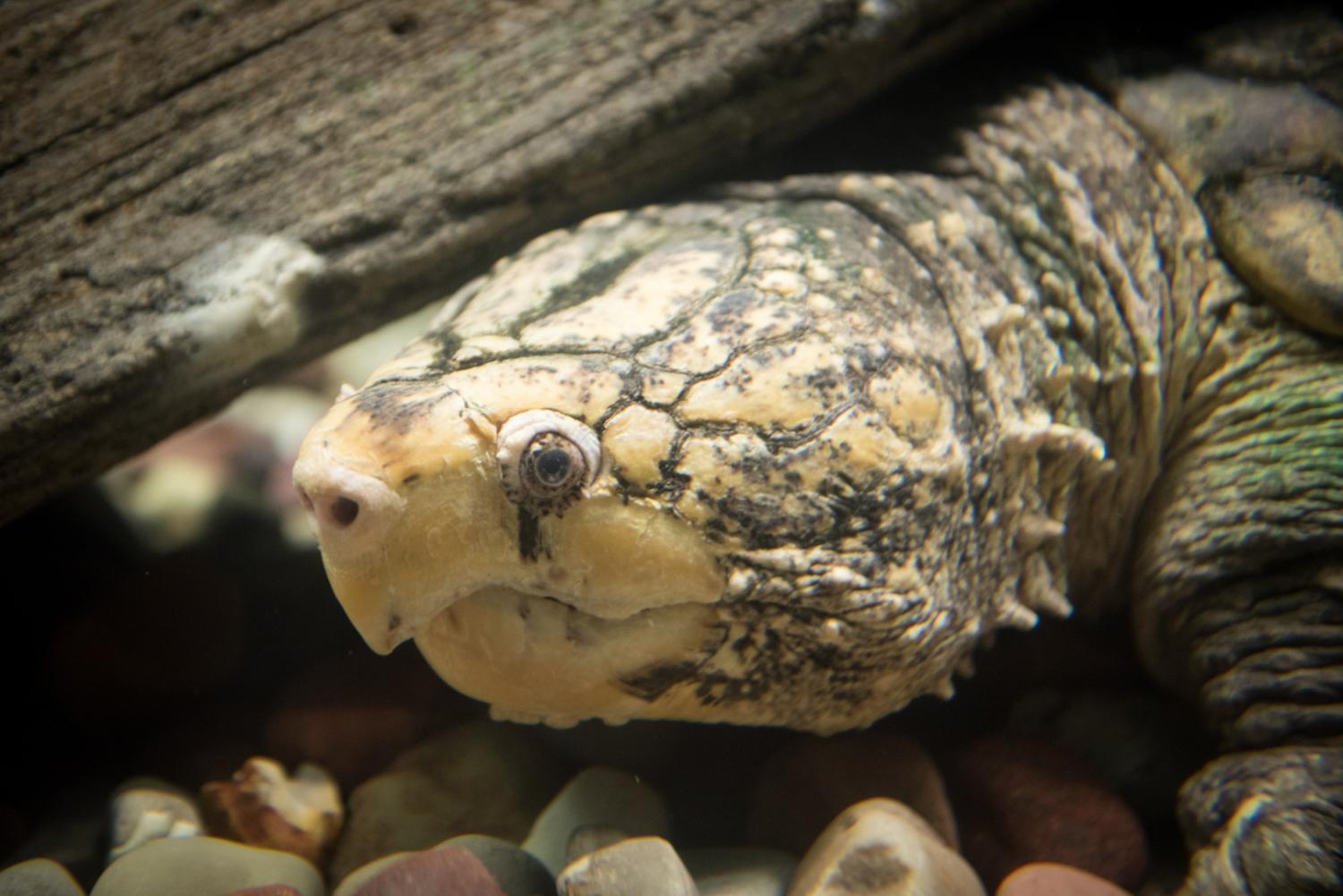 snapping turtle