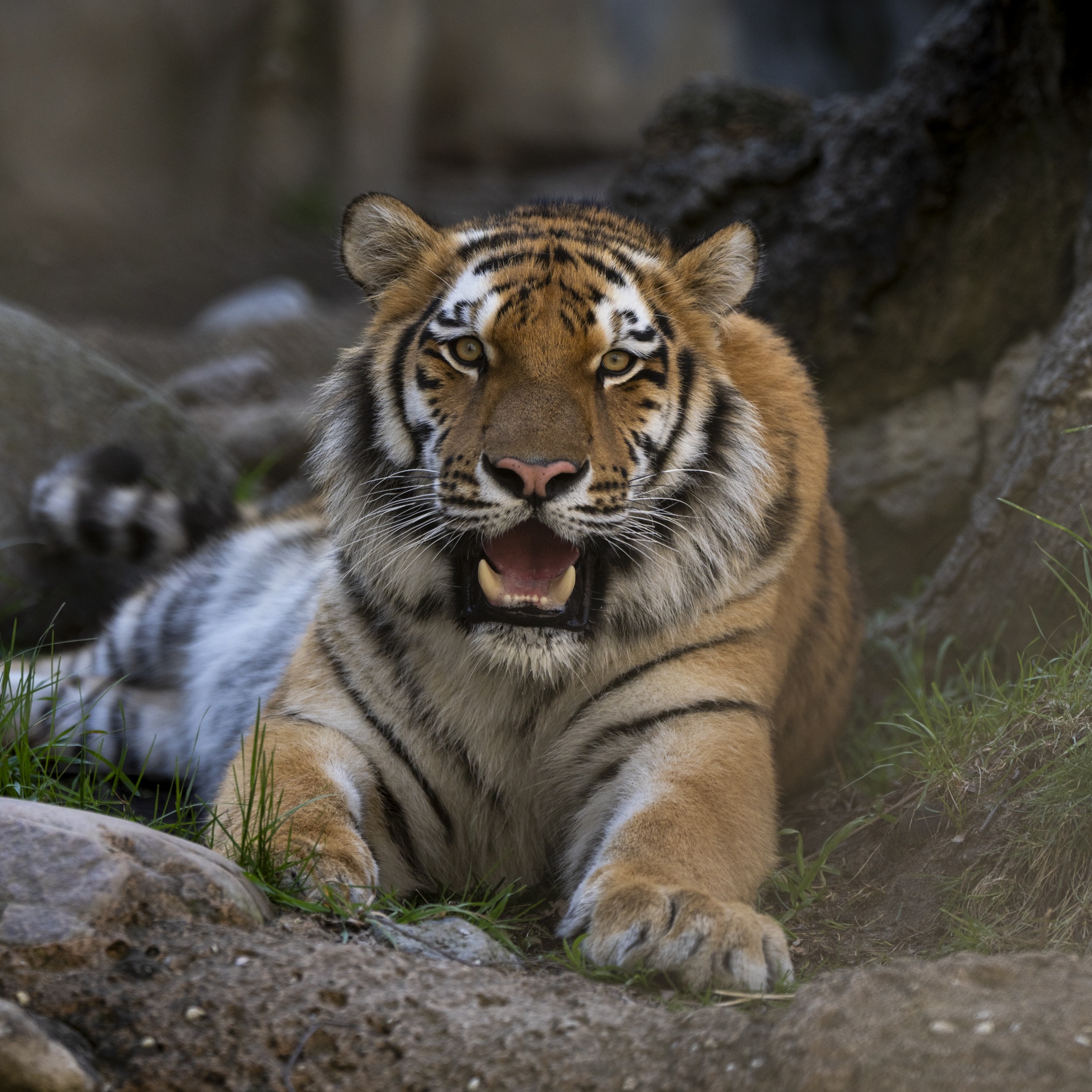 Tiger at the Columbus Zoo