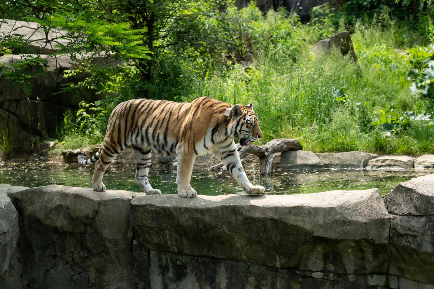 Tiger walking through Zoo habitat