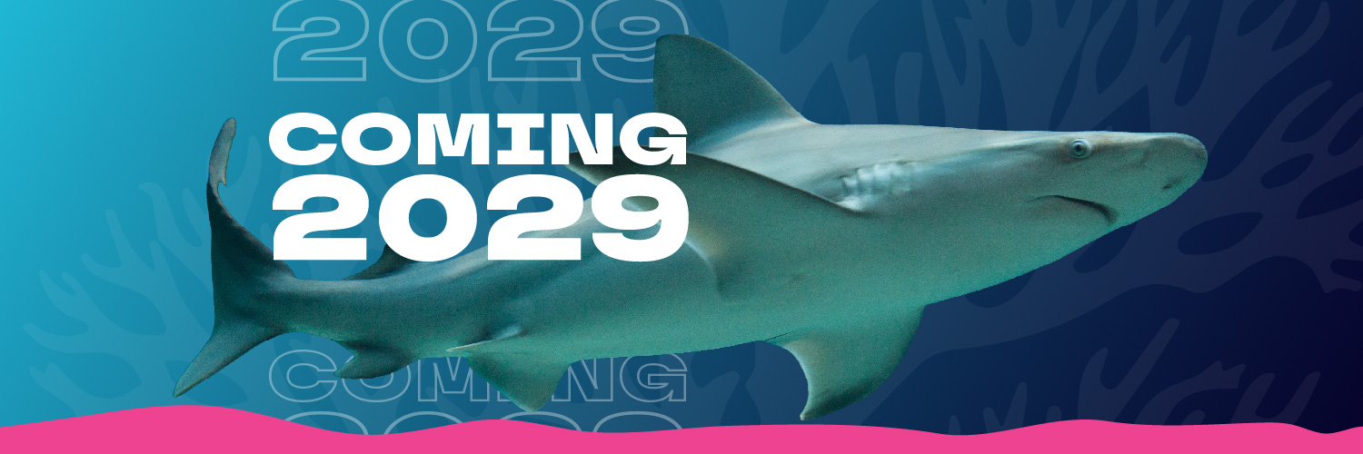 shark graphic