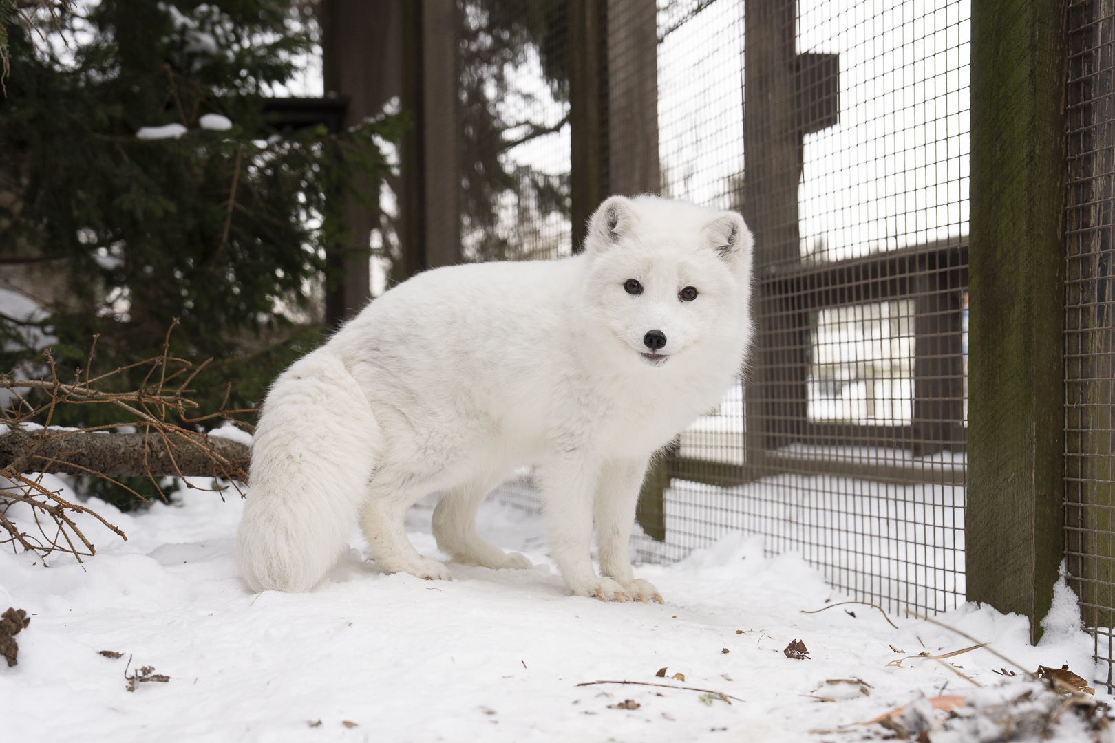 arctic fox