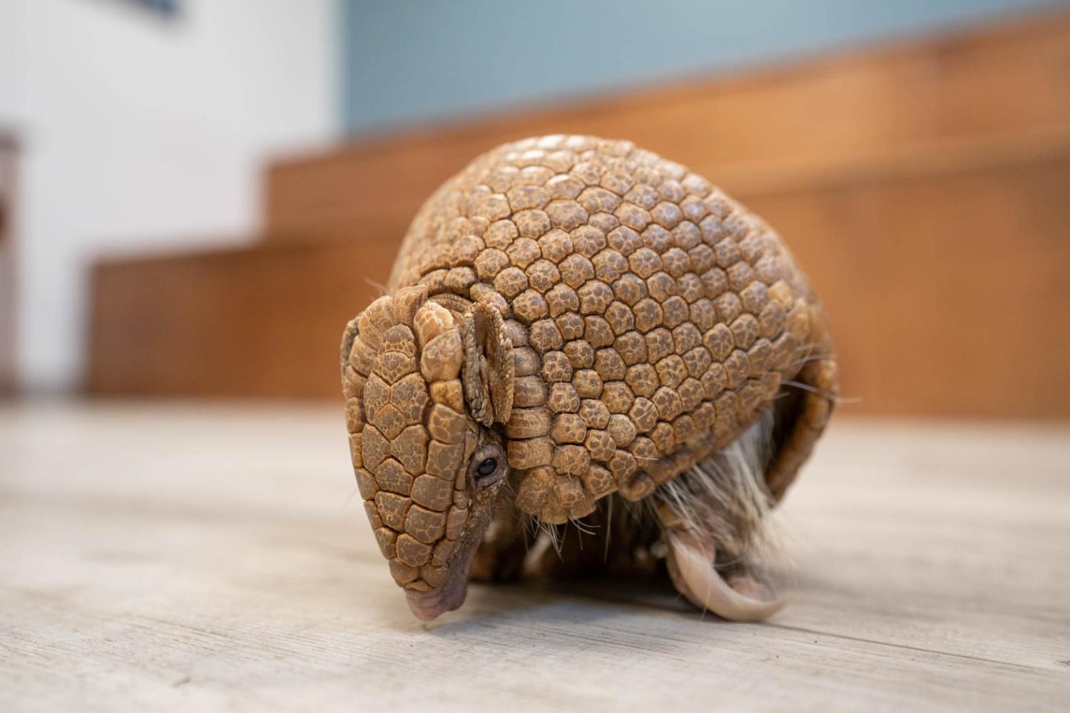 armadillo on floor