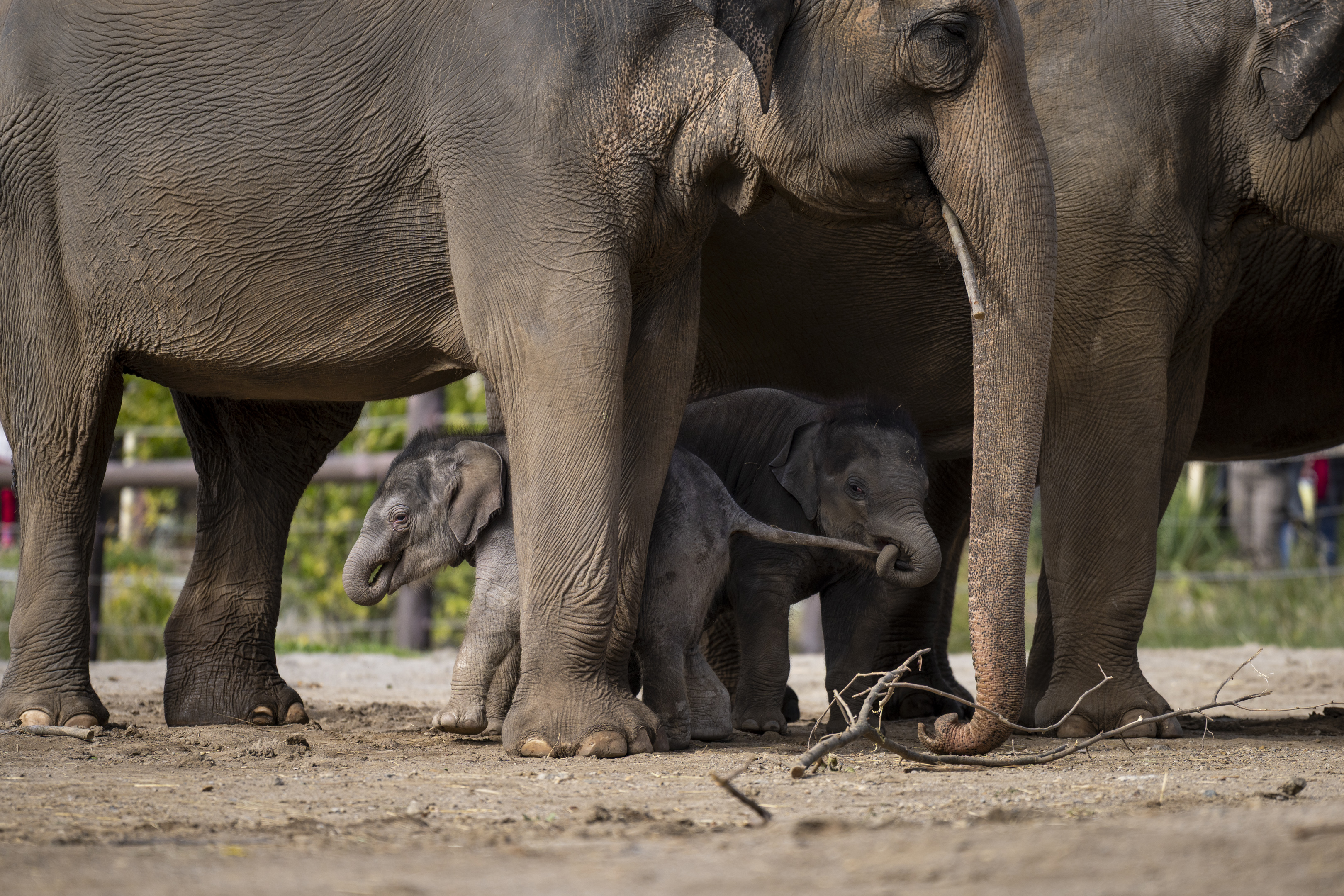 baby elephants at the Columbus Zoo