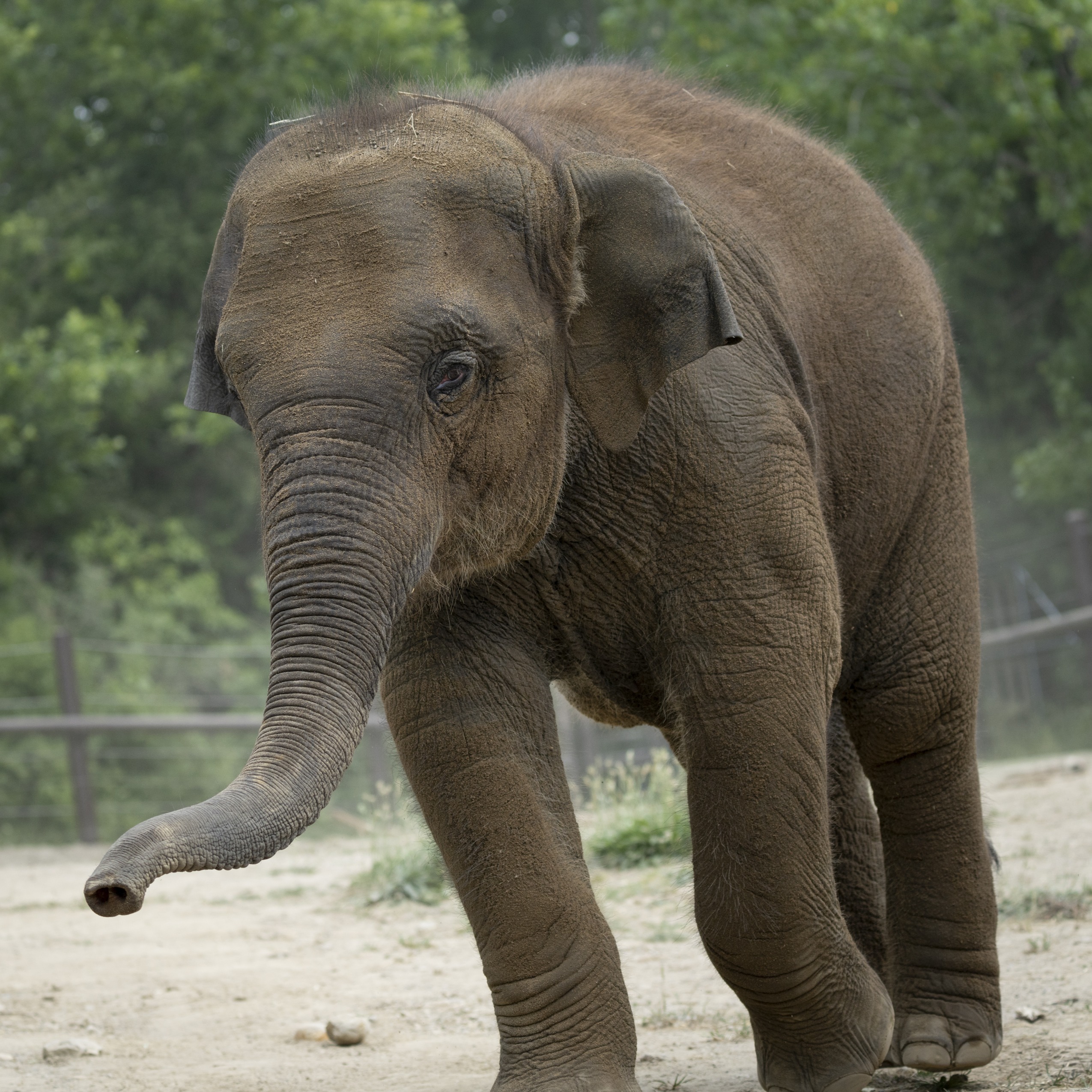 Asian elephant at the Columbus Zoo