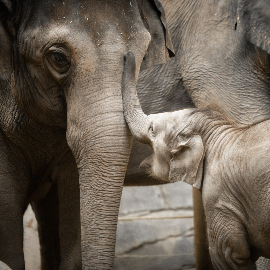 mother and baby elephant