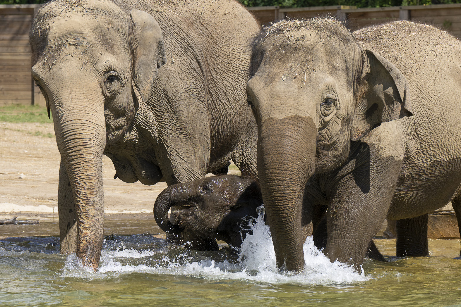 three elephants