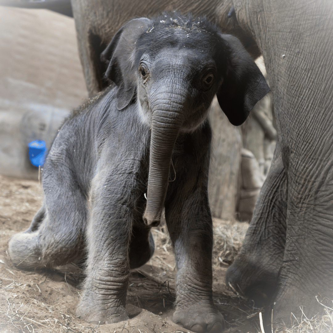 baby elephant at the Columbus Zoo