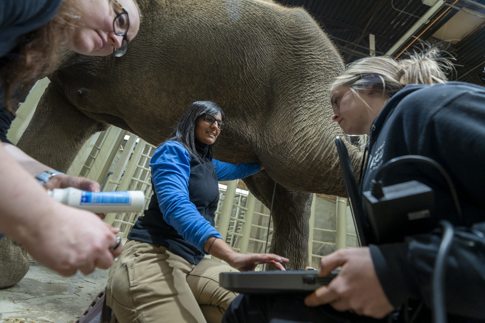Doctor performing ultrasound on Asian elephant